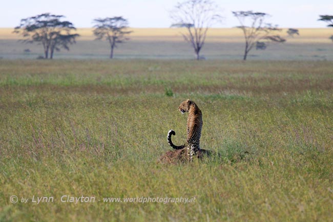 Leopard Vantage Point